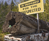 Rusty old car crushed by big tree with funny sign 